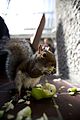 "Tame_squirrel_at_the_Barbican_during_Wikimania_2014_-_14876104951.jpg" by User:Ter-burg